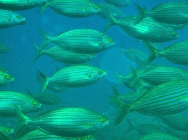 Pescatori esperti vi accompagnano